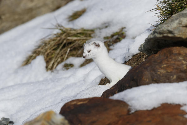 Stelvio National Park, Lombardy, Italy. Ermine