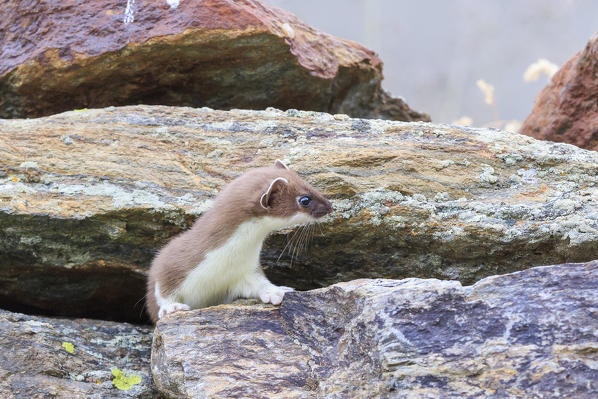 Stelvio National Park, Lombardy. Italy. Ermine