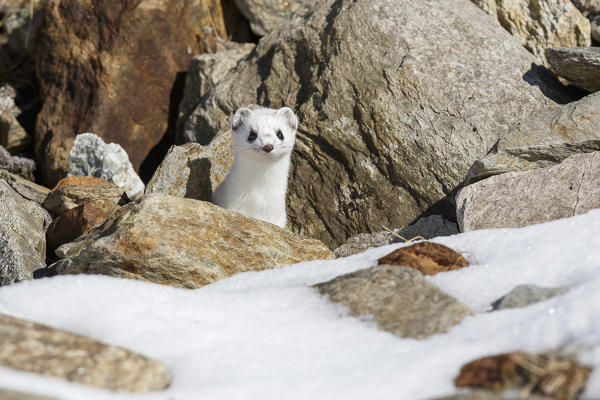 Stelvio National Park, Lombardy, Italy. Ermine