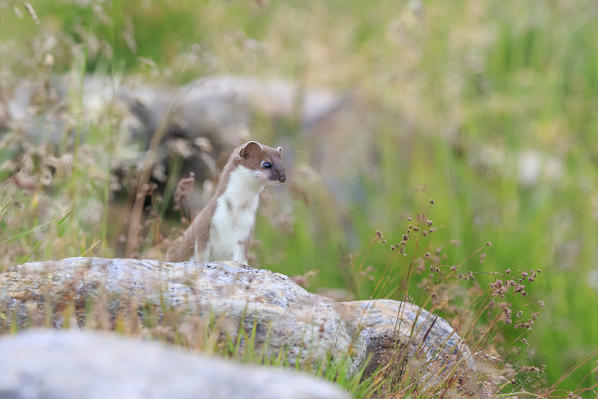 Stelvio National Park, Lombardy. Italy. Ermine