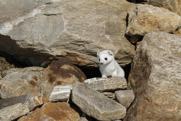 Stelvio National Park, Lombardy, Italy. Ermine