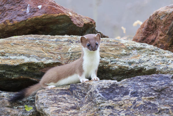 Stelvio National Park, Lombardy. Italy. Ermine