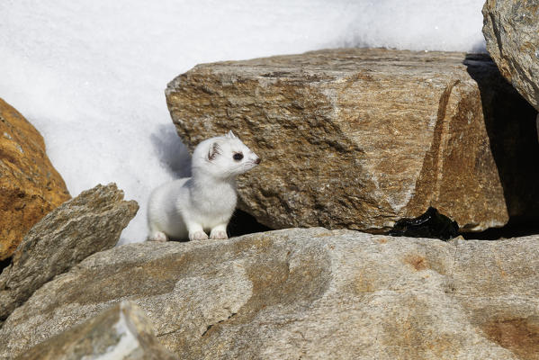 Stelvio National Park, Lombardy, Italy. Ermine