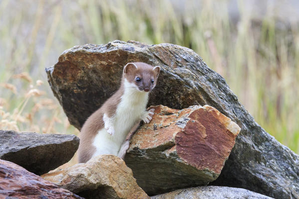 Stelvio National Park, Lombardy. Italy. Ermine