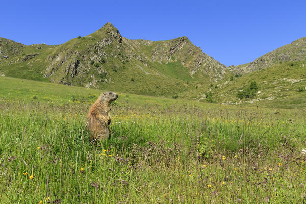 Stelvio National Park, Lombardy, Italy. Alpine marmot.