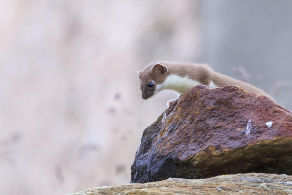 Stelvio National Park, Lombardy. Italy. Ermine