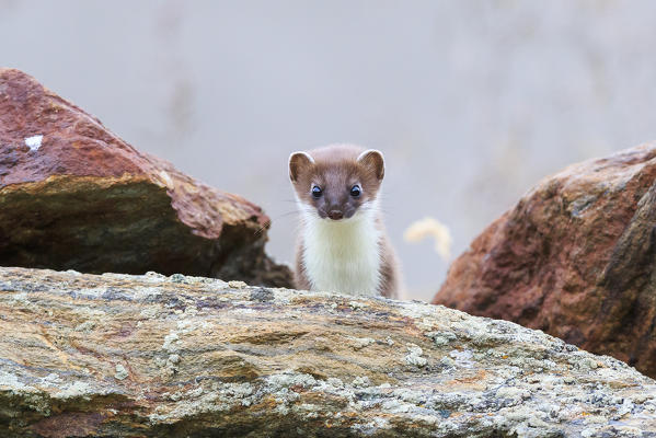 Stelvio National Park, Lombardy. Italy. Ermine