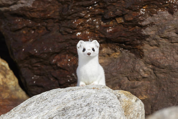 Stelvio National Park, Lombardy, Italy. Ermine