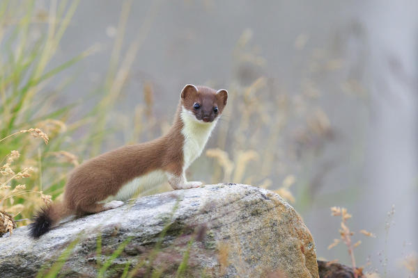 Stelvio National Park, Lombardy. Italy. Ermine