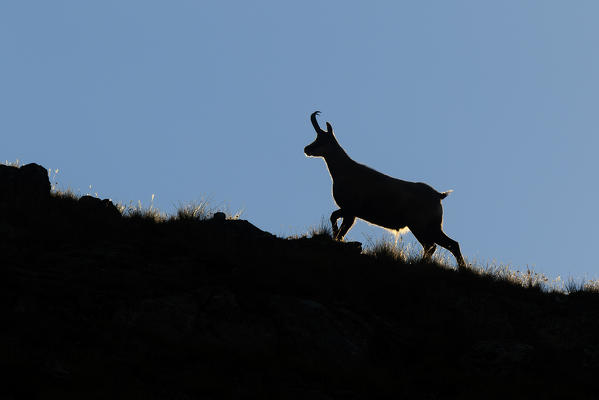 Lombardy, Italy. Chamois.