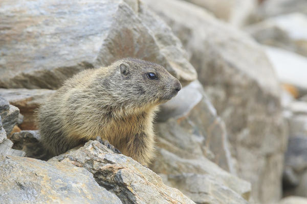 Stelvio National Park, Lombardy, Italy. Alpine marmot.