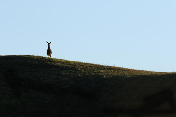 Emilia-Rmagna, Italy. Deer.