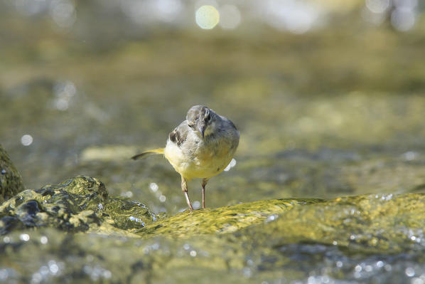 Lombardy, Italy. Grey Wagtail