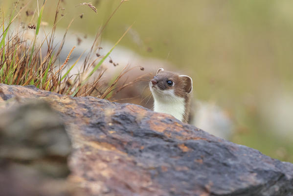 Stelvio National Park, Lombardy. Italy. Ermine