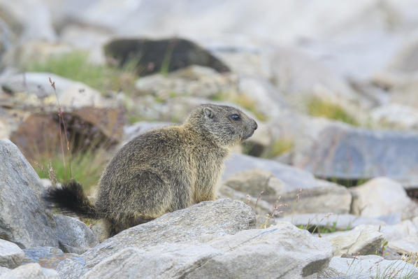 Stelvio National Park, Lombardy, Italy. Alpine marmot.