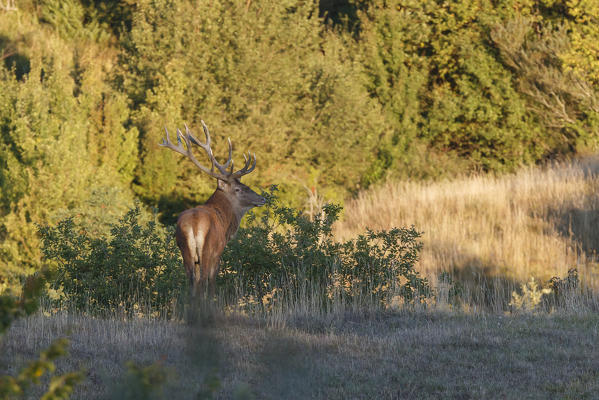 Emilia-Rmagna, Italy. Deer.