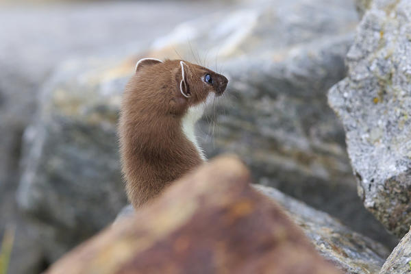 Stelvio National Park, Lombardy. Italy. Ermine