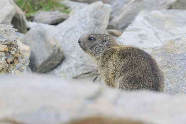 Stelvio National Park, Lombardy, Italy. Alpine marmot.