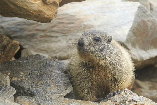 Stelvio National Park, Lombardy, Italy. Alpine marmot.