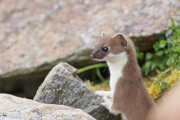 Stelvio National Park, Lombardy. Italy. Ermine