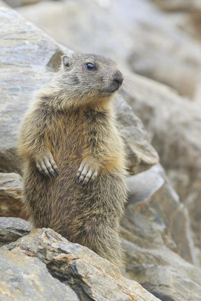 Stelvio National Park, Lombardy, Italy. Alpine marmot.