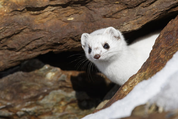 Stelvio National Park, Lombardy, Italy. Ermine