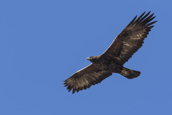 Stelvio National Park, Lombardy, Italy. Golden eagle.