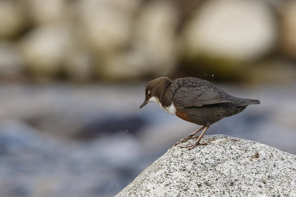 Lombardy, Italy. Dipper