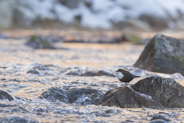 Lombardy, Italy. Dipper