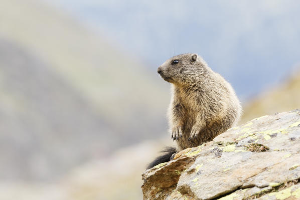 Stelvio National Park, Lombardy, Italy. Alpine marmot.