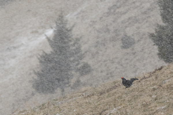 Lombardy, Italy. Black grouse.