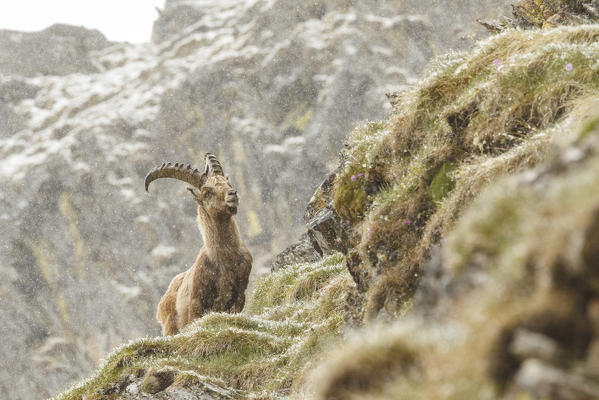 Lombardy, Italy. Ibex.