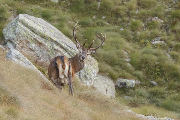 Lombardy, Italy. Red deer.