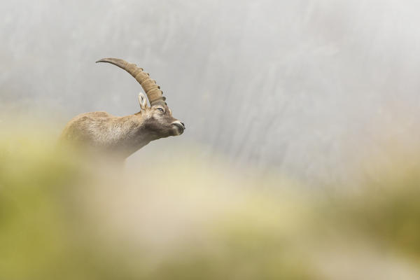 Lombardy, Italy. Ibex.