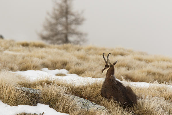 Lombardy, Italy. Chamois