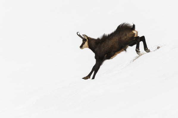 Lombardy, Italy. Chamois