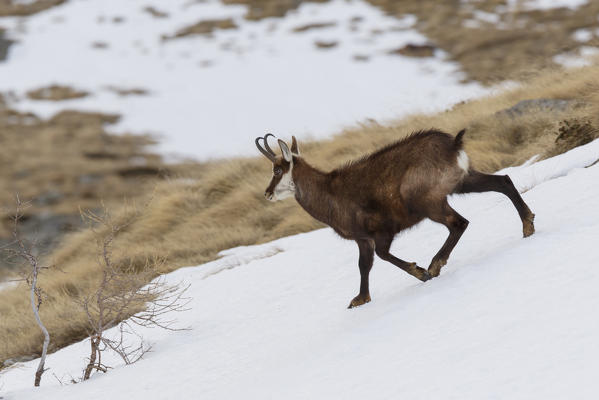 Lombardy, Italy. Chamois