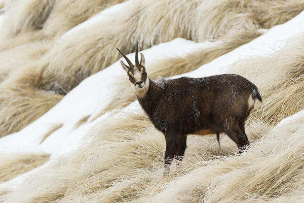 Lombardy, Italy. Chamois