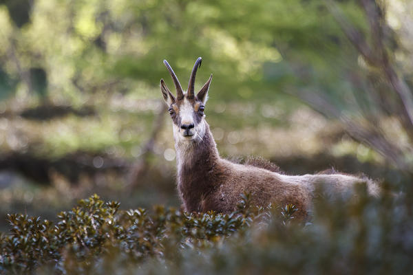 Lombardy, Italy. Chamois.