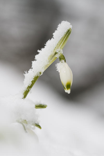 Lombardy, Italy. Spring snowflake