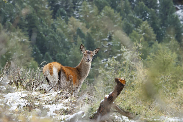 Lombardy, Italy. Red deer.