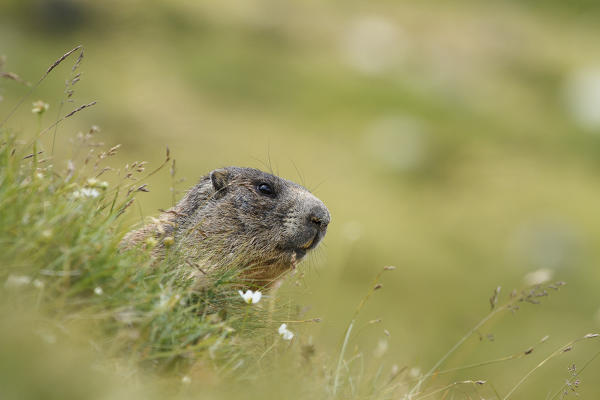 Stelvio National Park, Lombardy, Italy. Alpine marmot.