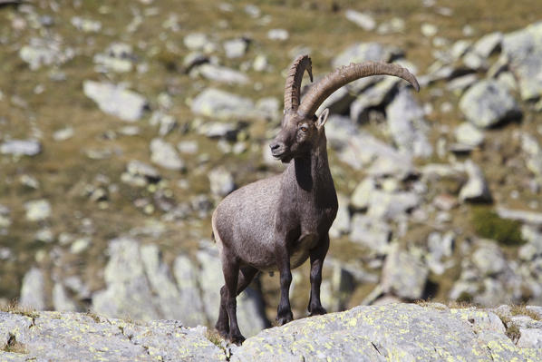 Lombardy, Italy. Ibex.