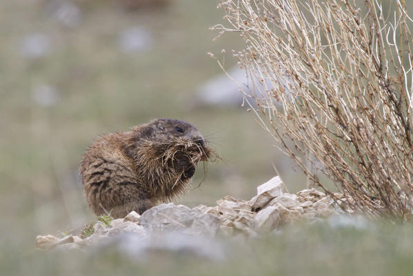 Stelvio National Park, Lombardy, Italy. Alpine marmot.