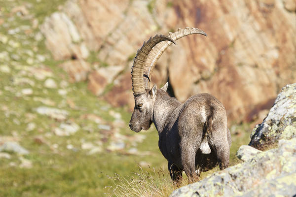 Lombardy, Italy. Ibex.