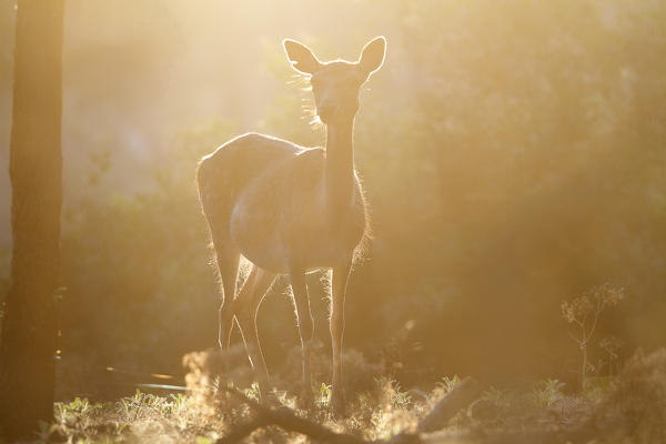 Tuscan, Italy. Roe Deer.