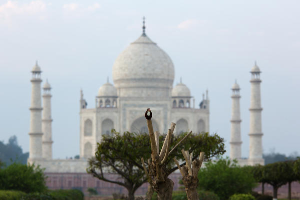 Asia, India, Agra
The Taj Mahal. 
