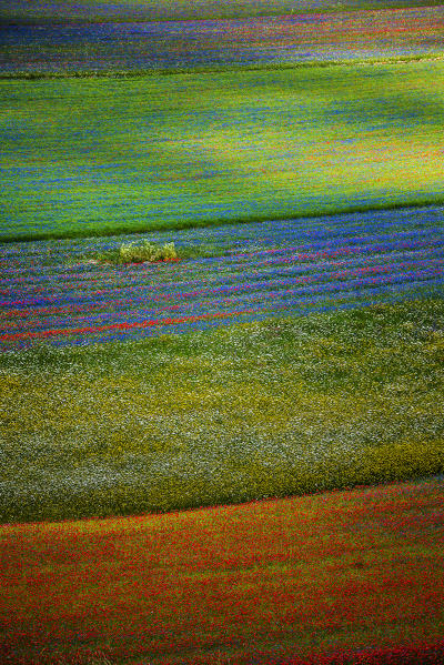 Flowery field taken from above, during the summer, in the plain of Castelluccio di Norcia great.