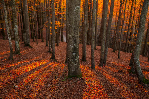 Europe, Italy, Tuscany.
Autumn beech trees at sunset in Emilian Appennines