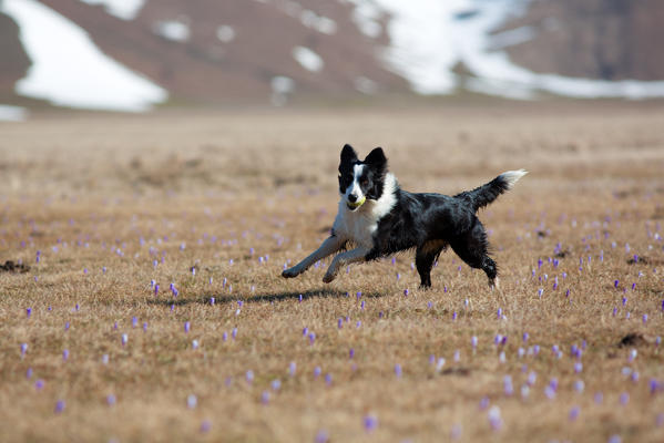 Europe,Italy,Umbria,Perugia district,Castelluccio of Norcia.
Dog running in a field of blooming crocus